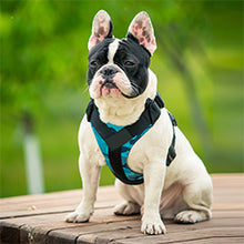 Treat Me,Professional Dog Harness Vest,New Pet Products Net Cloth,Comfortable Pet Harness,Medium And Large Dogs Chest Straps