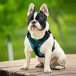 Treat Me,Professional Dog Harness Vest,New Pet Products Net Cloth,Comfortable Pet Harness,Medium And Large Dogs Chest Straps