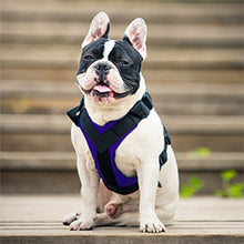 Treat Me,Professional Dog Harness Vest,New Pet Products Net Cloth,Comfortable Pet Harness,Medium And Large Dogs Chest Straps