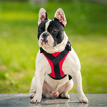 Treat Me,Professional Dog Harness Vest,New Pet Products Net Cloth,Comfortable Pet Harness,Medium And Large Dogs Chest Straps