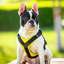 Treat Me,Professional Dog Harness Vest,New Pet Products Net Cloth,Comfortable Pet Harness,Medium And Large Dogs Chest Straps